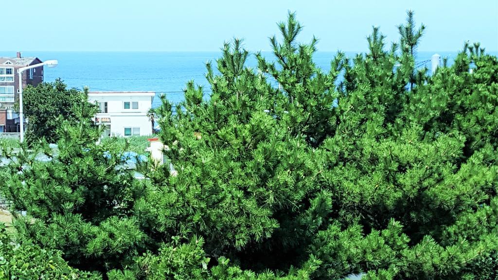 Villa Cardinal House Jeju Esterno foto